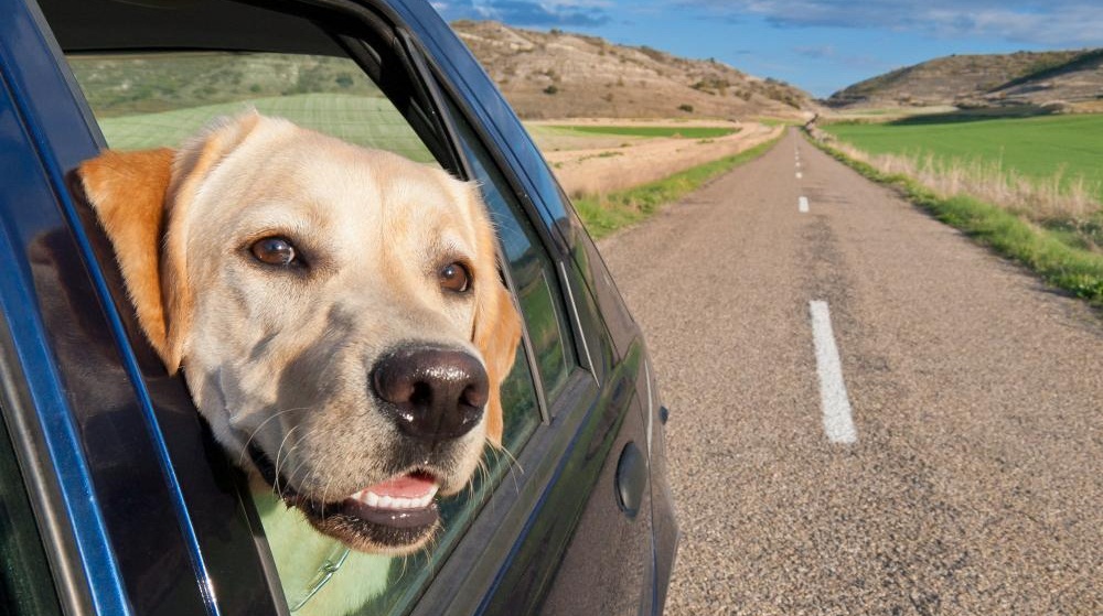 Un chien a le mal de transport : comment réagir ?