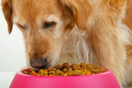 Limiter nourriture d'un chien