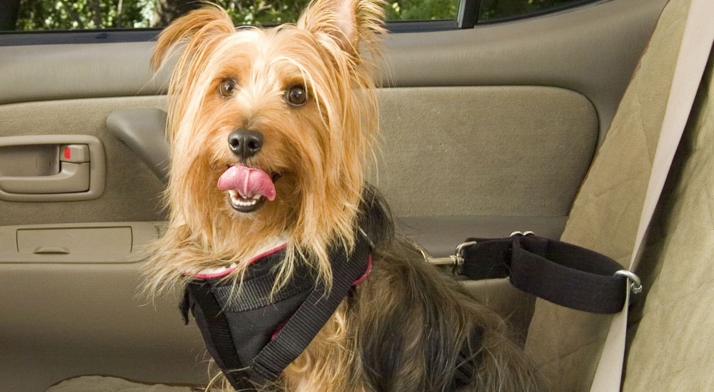 Habituer le chien aux trajets en voiture