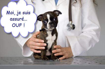 assurance pour animal