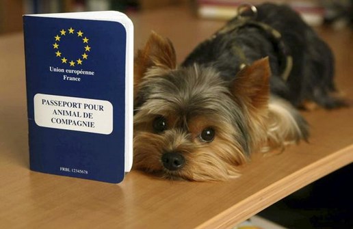 passeport animal