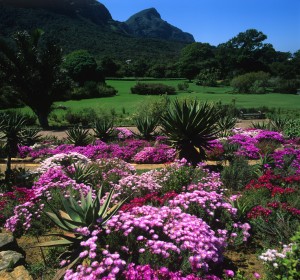 jardin-afrique-du-sud