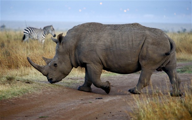 rhino-kenya_