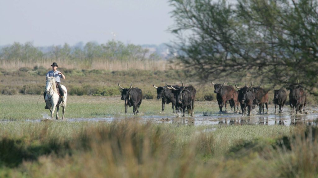 Comment et où passer ses soirées pendant ses vacances en Camargue ?